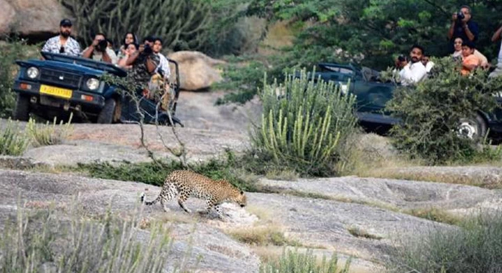 jawai-leopard-safari-1669364523.webp