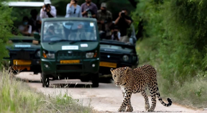 jhalana-leopard-safari-jaipur-1669364397.webp