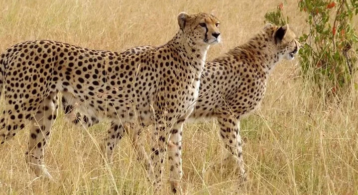 kuno-national-park-cheetah-safari-1669364798.webp