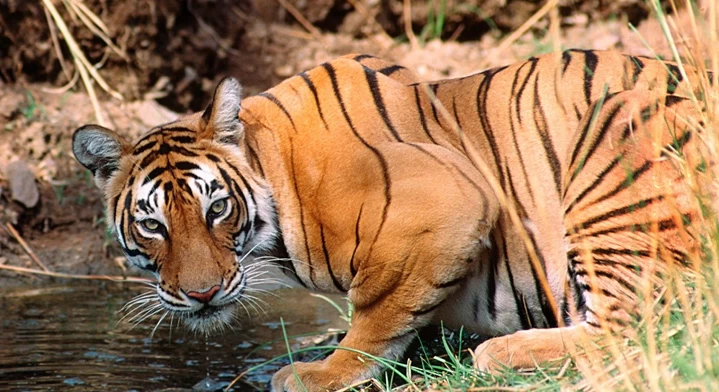 tiger-safari-in-ranthambore-1669365167.webp